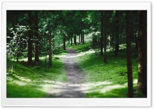 Swedish Forest Path