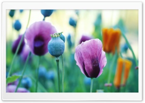 Purple Poppies