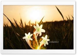 Magic Lily   Windows 7