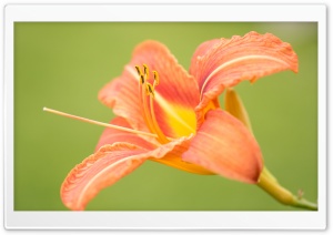 Beautiful Orange Lily Flower,...