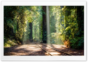 RedWood Trees, Forest, Sun Rays