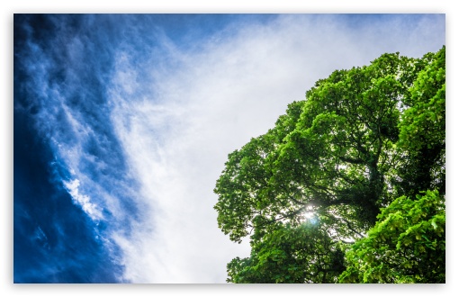 Download Green Tree, Sun, Blue Sky UltraHD Wallpaper