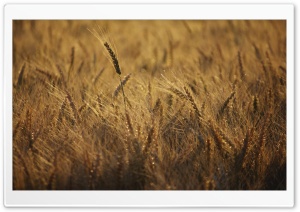 Ripe Wheat Field, Summer