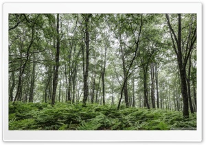 A Summer Day in the Forest