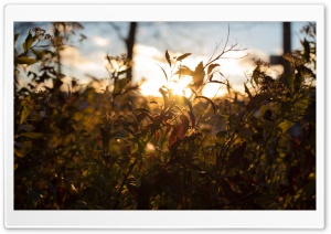 Sunset Through Leafs