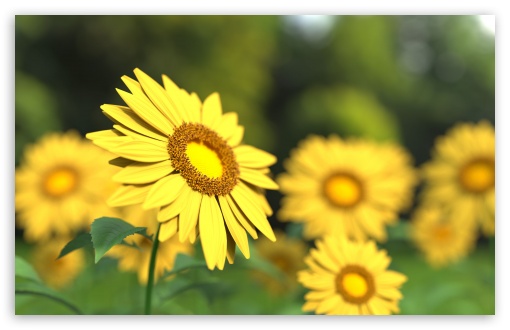 Download Sunflowers 3D UltraHD Wallpaper