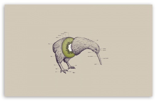 Download Kiwi Bird UltraHD Wallpaper