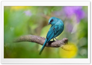 Beautiful Blue birdy
