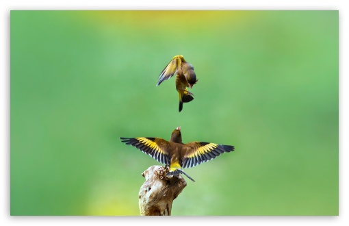 Download Goldfinch Birds UltraHD Wallpaper
