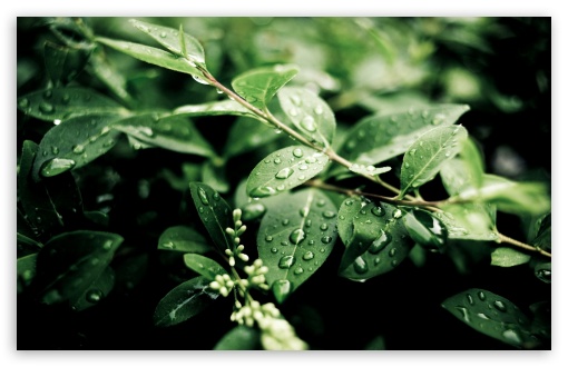 Download Green Plant Leaves After Rain UltraHD Wallpaper