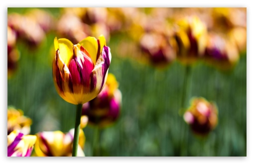 Download Botanical Garden Tulips UltraHD Wallpaper
