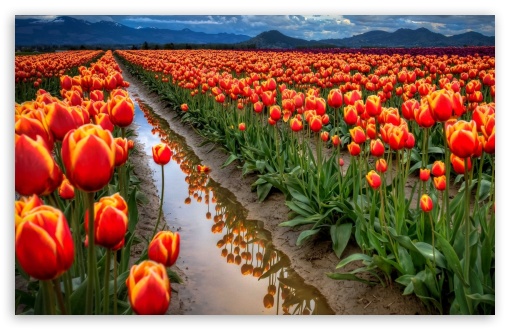 Download Tulips Field UltraHD
