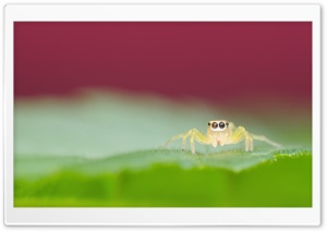 Jumping Spider on a Green Leaf