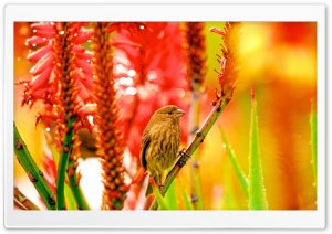 Sparrow perched on Aloe