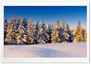 Spruce Trees Covered In Snow