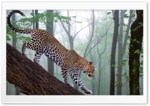 Leopard In Jungle