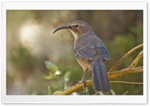 California Thrasher Bird