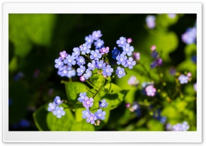 Close-up of Forget-me-nots...