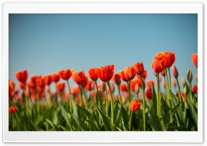 Tulips Flowers, Dutch Spring