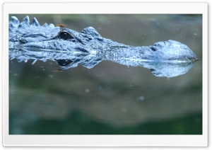 Alligator In Water