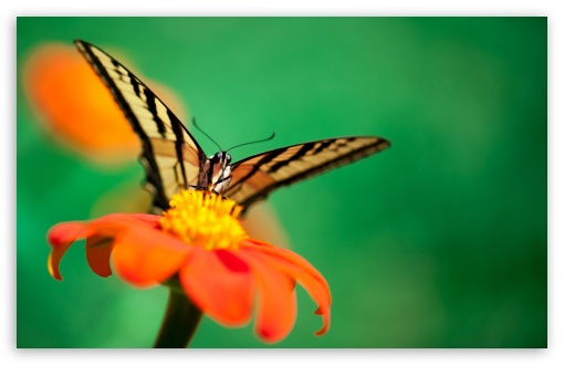 Download Butterfly, Orange Flower UltraHD Wallpaper
