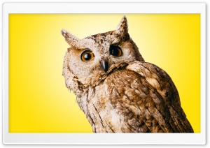 Owl Yellow