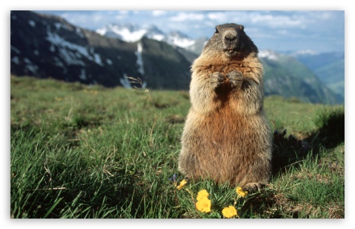 Download Alpine Marmot Hohe Tauern National Park Austria UltraHD Wallpaper