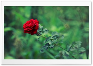 Green Garden Red Rose Summer