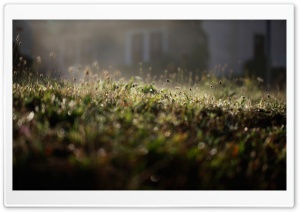 Lawn At Night