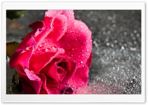 Rose Flower, Water Drops,...