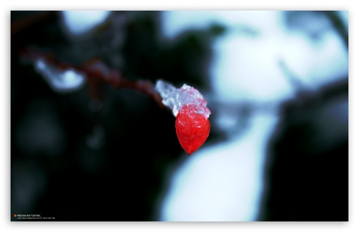 Download Frozen Red Leaf (Precious But Fleeting) UltraHD Wallpaper