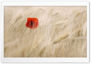 Red Poppy, Wheat Field
