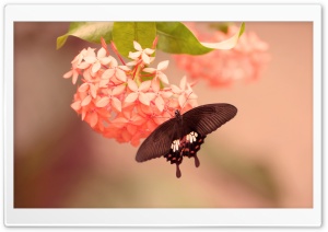 Butterfly on Flower