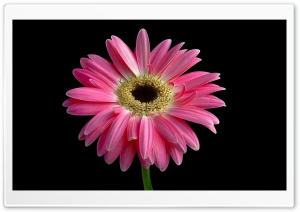 Gerbera Daisies Flowers 14