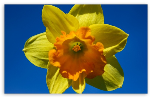 Download Daffodil Flower UltraHD Wallpaper