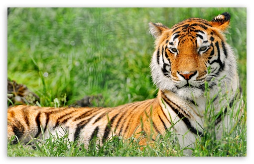 Download Tiger Resting UltraHD Wallpaper