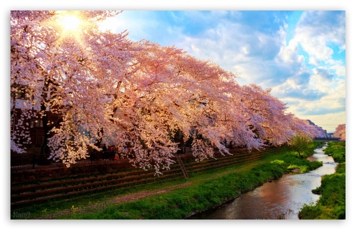 Download Spring In Japan UltraHD Wallpaper