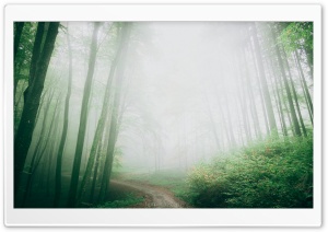 Path, Forest, Trees, Fog
