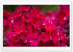 Red Garden Flowers