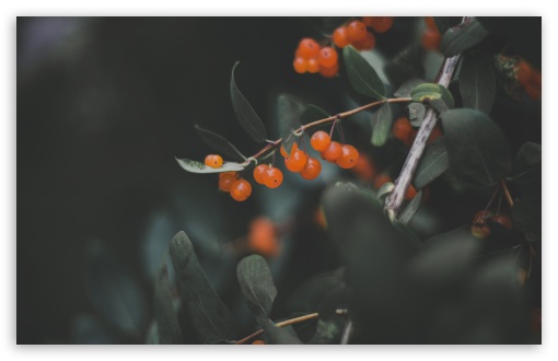 Download Orange Berries UltraHD Wallpaper