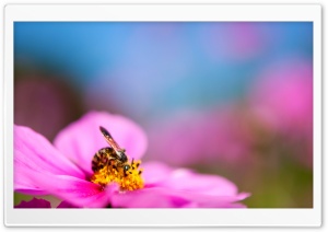 Bee On A Cosmos Flower