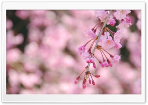 Weeping Cherry Tree