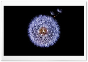 Dandelion Globular Head of...