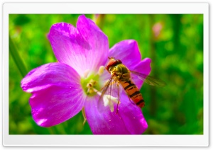 Hoverfly On Flower