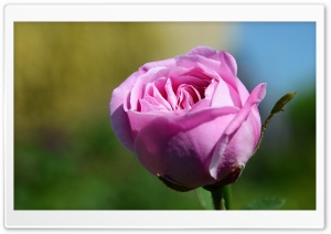 Pink Rose Flower