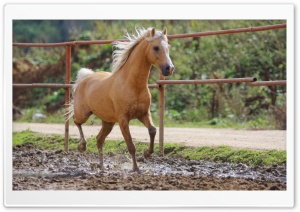 Farm Horse