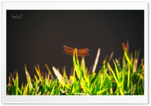 Dragonfly on Grass