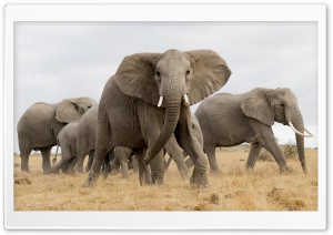 African Safari Elephants