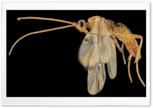 Braconid Wasp Macro Photography