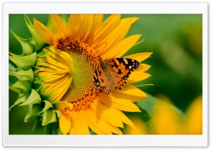 Butterfly on Sunflower